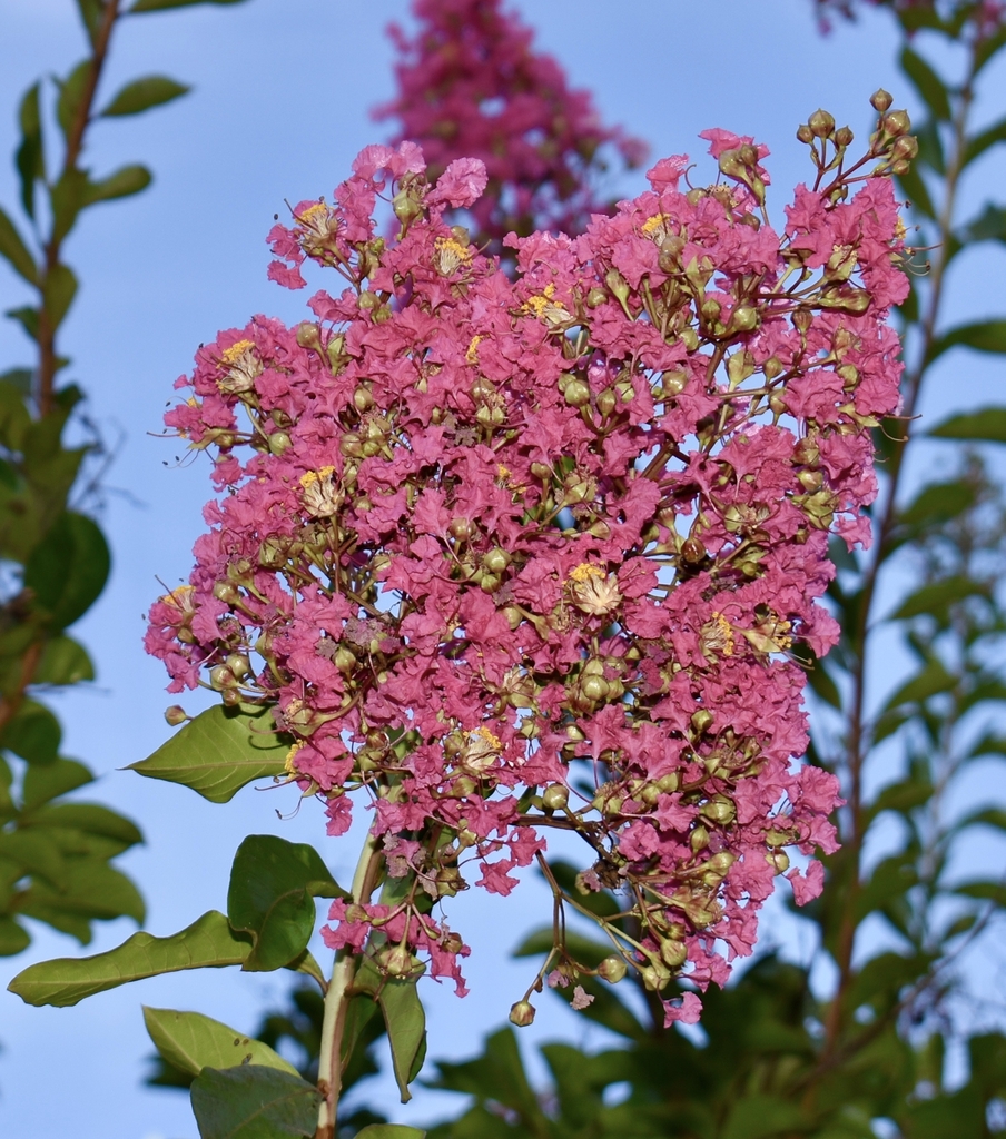cluster of pink flowers with yellow stamens.