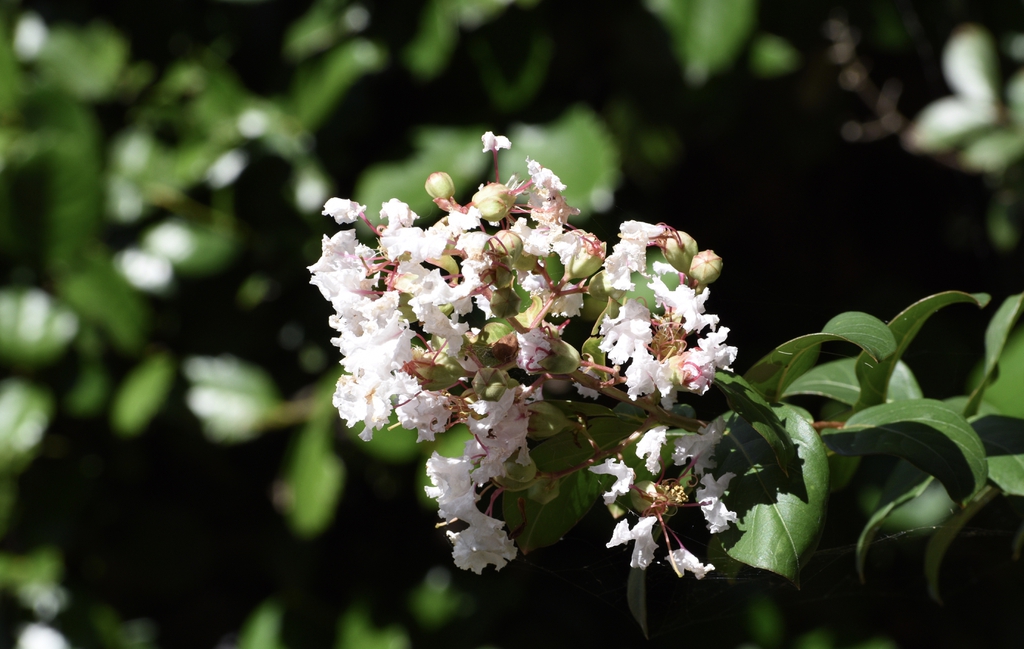 Lagerstroemia