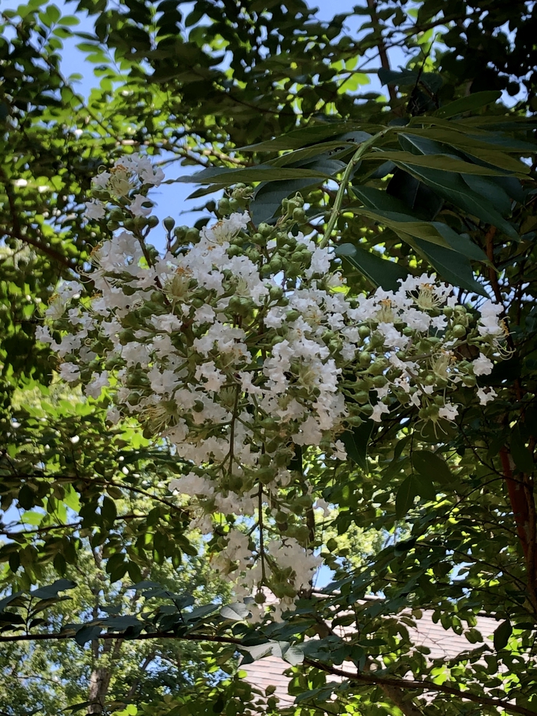 Lagerstroemia