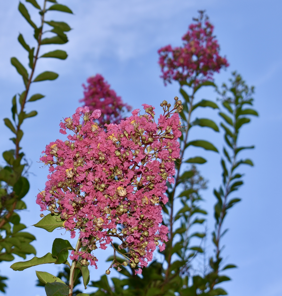 Flowers Closeup - Wake Co., NC