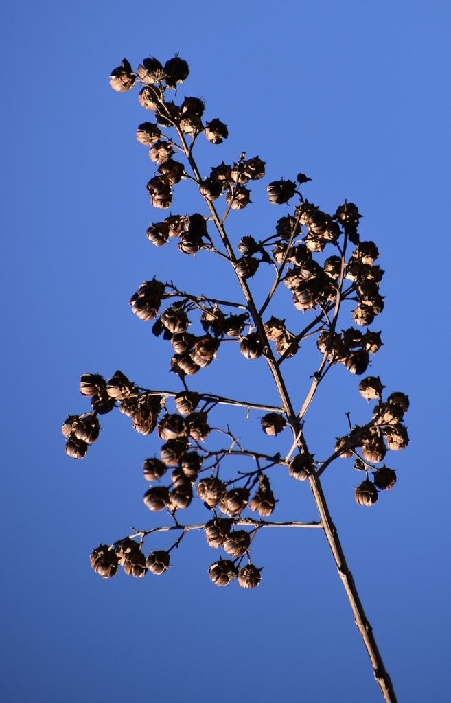 Seed Pods - December - Warren Co., NC