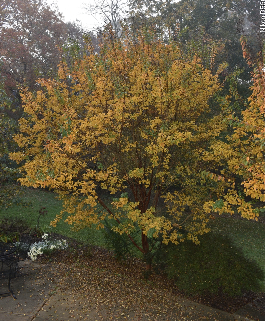 Lagerstroemia