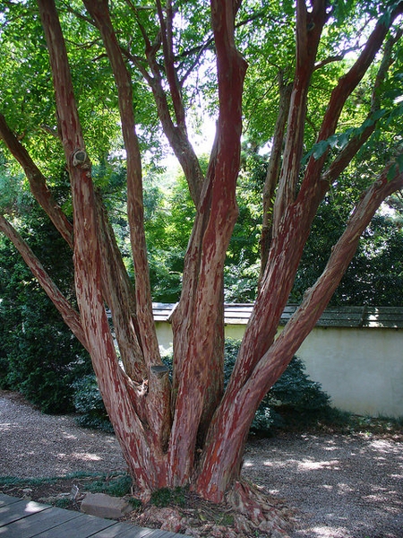 bark