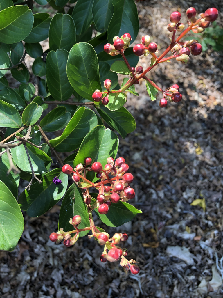 Lagerstroemia