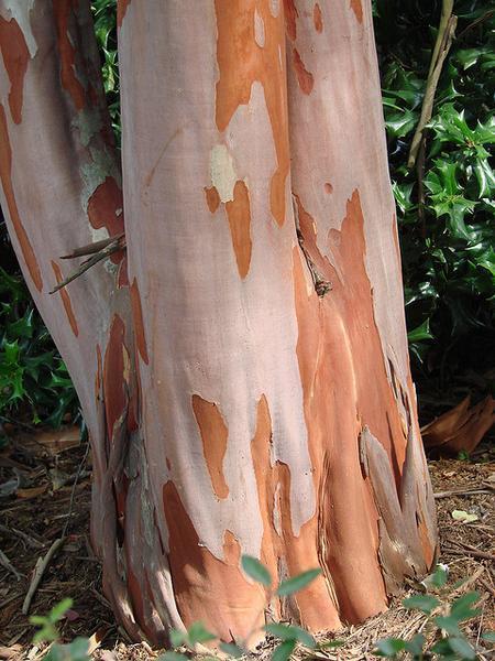 Lagerstroemia indica
