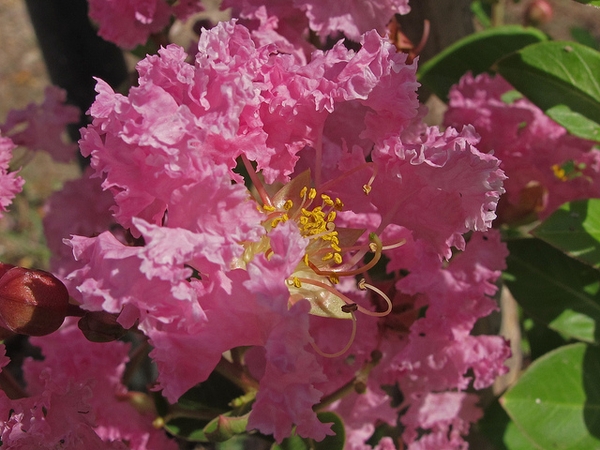 Close up of flower