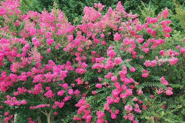 Full shrub in bloom