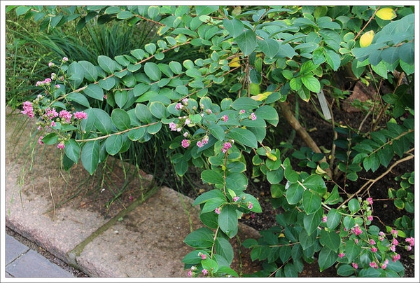Leaves