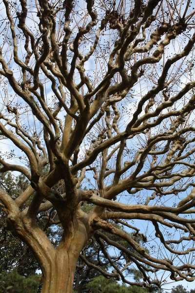 Branches from below