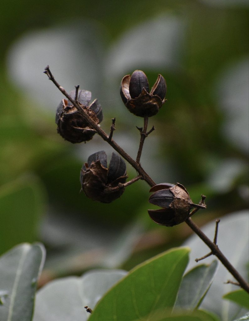 globose seed pods with longitudinal splits.