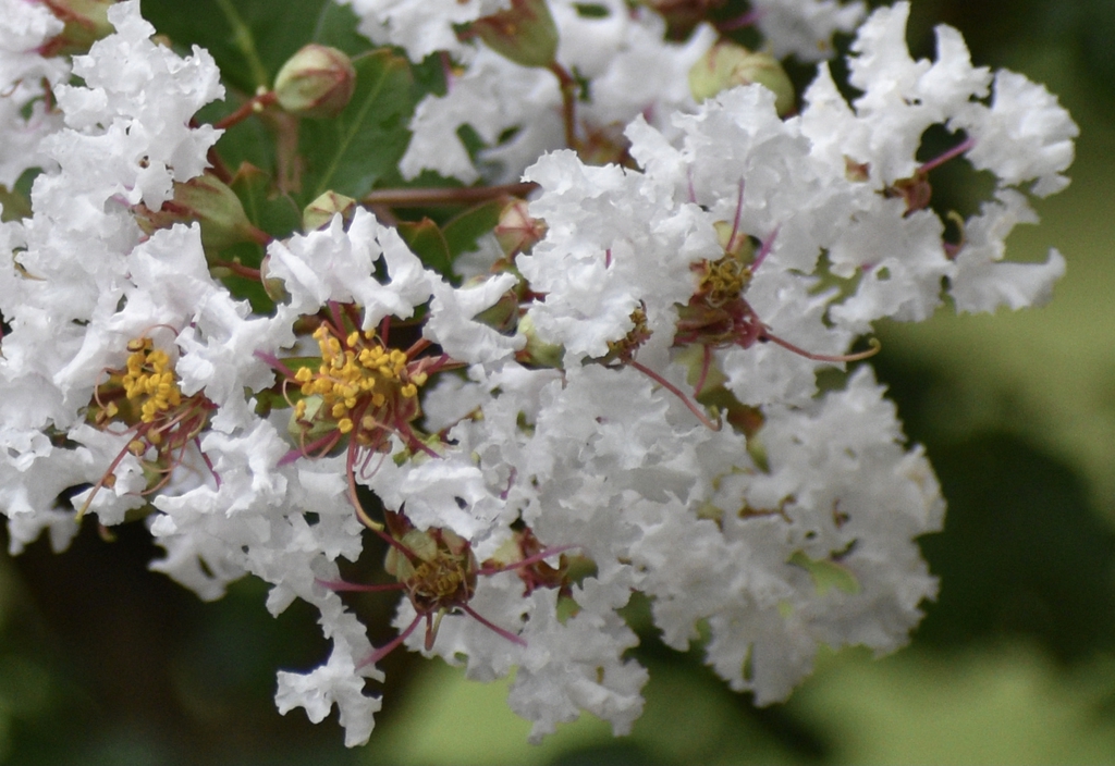 Flower Close up - Warren Co., NC