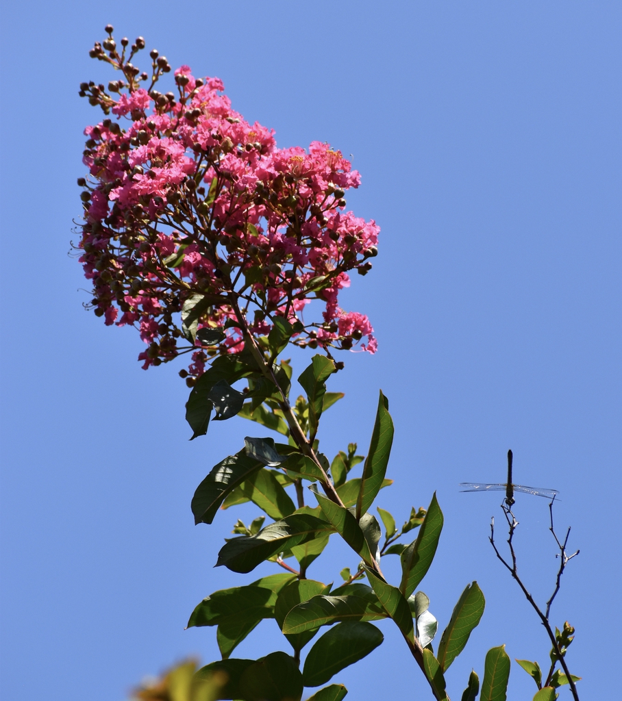 Flower W/Dragonfly - July - Wake Co., NC