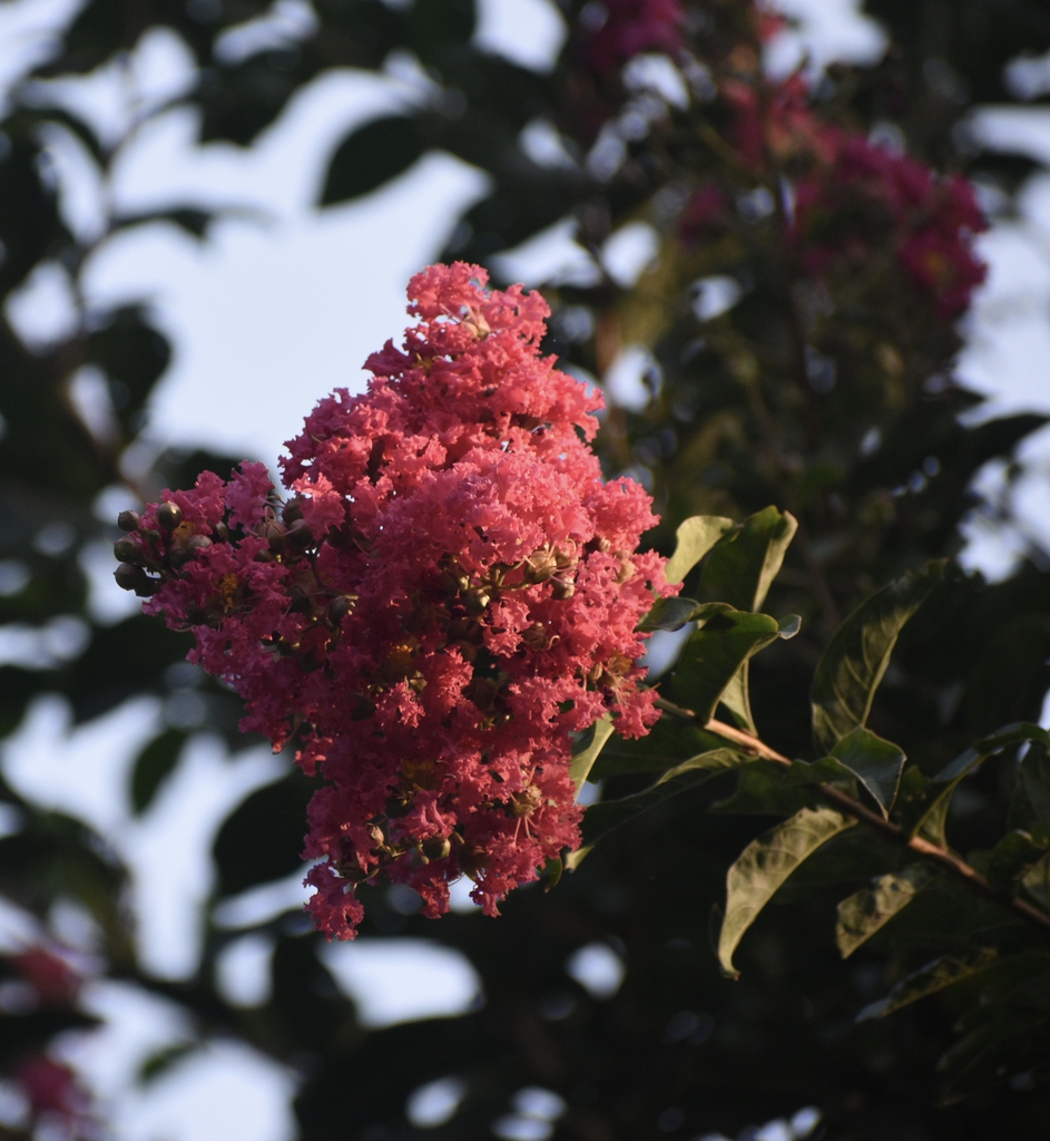 Flower - July - Wake Co., NC