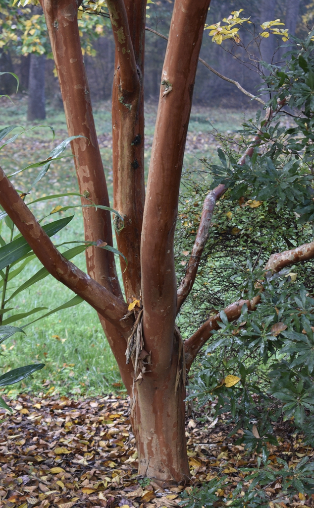 Bark - Wake Co., NC
