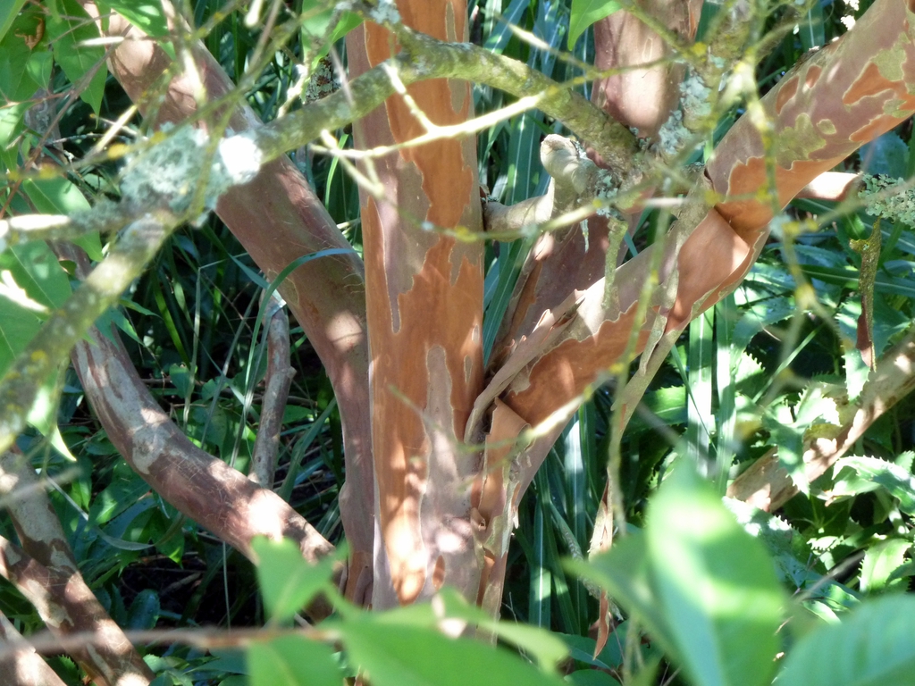 Bark