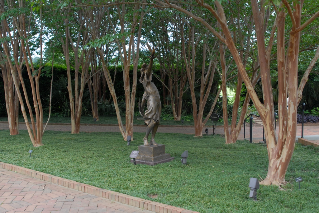 Lagerstroemia 'Biloxi'