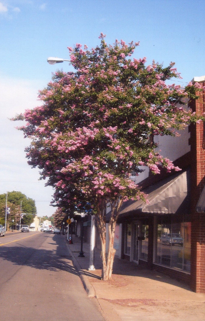 Lagerstroemia 'Biloxi'