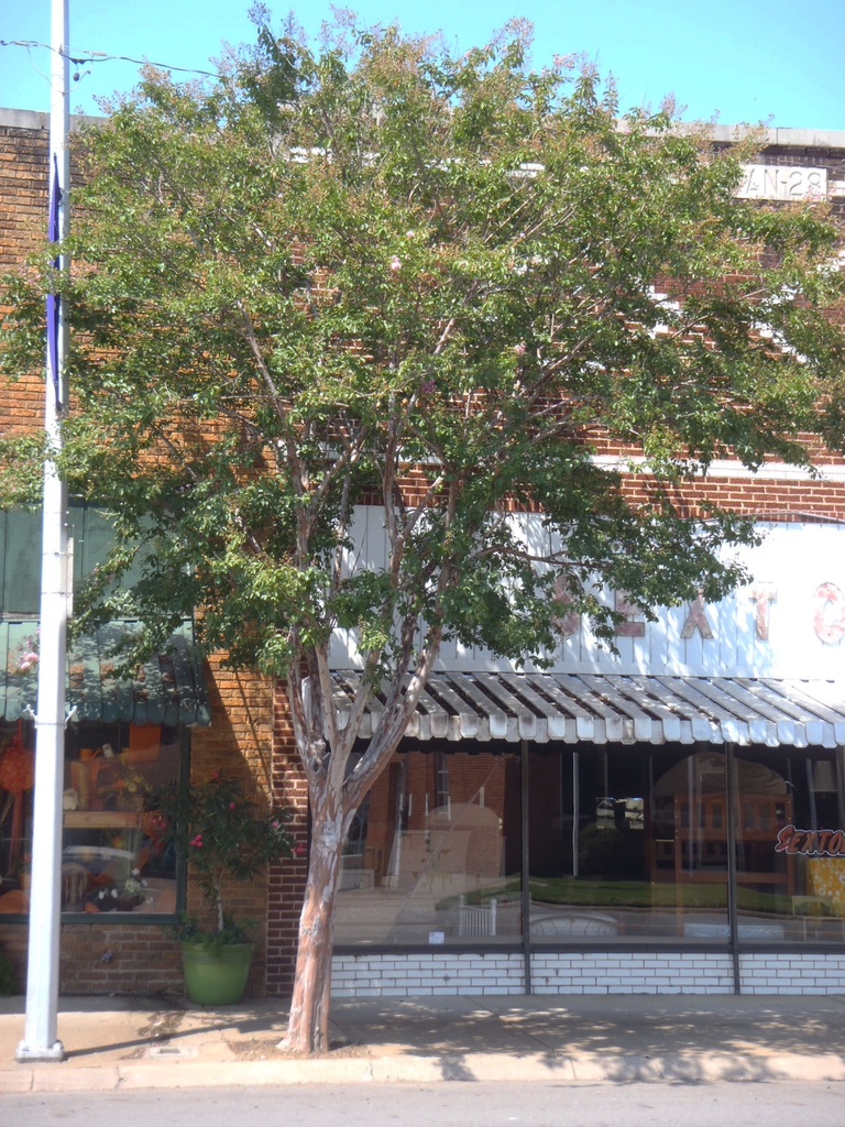 Lagerstroemia Biloxi