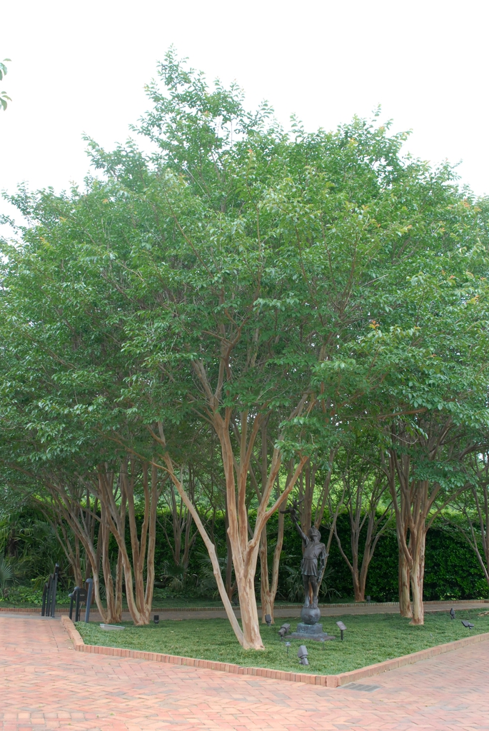 Lagerstroemia 'Biloxi'