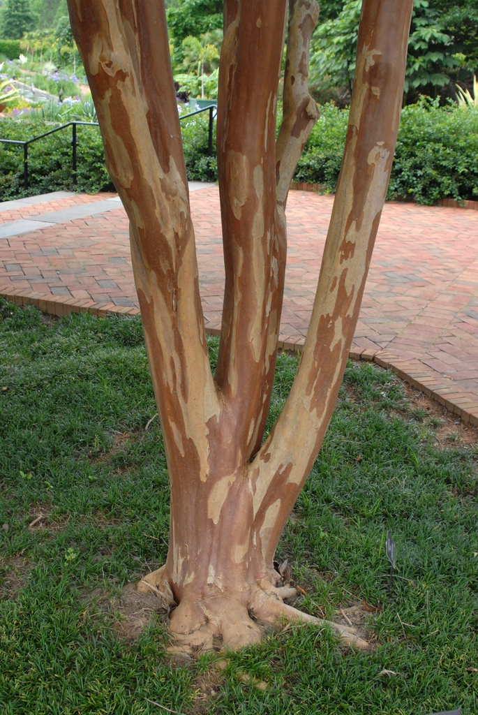 Lagerstroemia 'Biloxi'