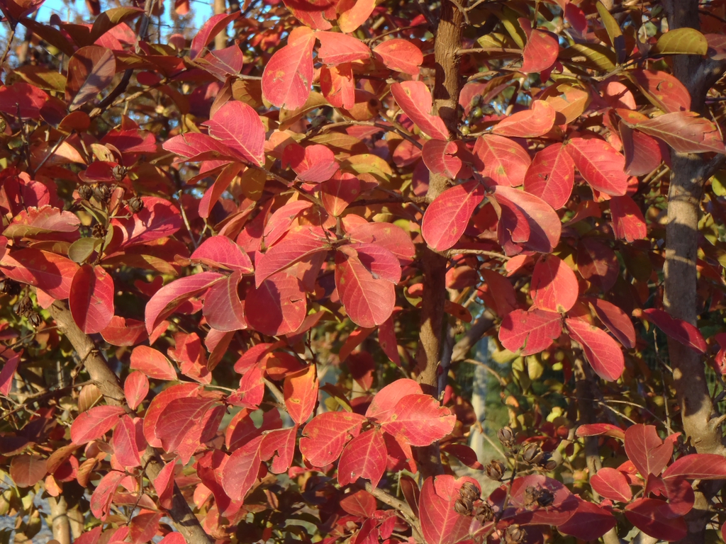 Lagerstroemia indica 'Catawba' Fall color Leaf