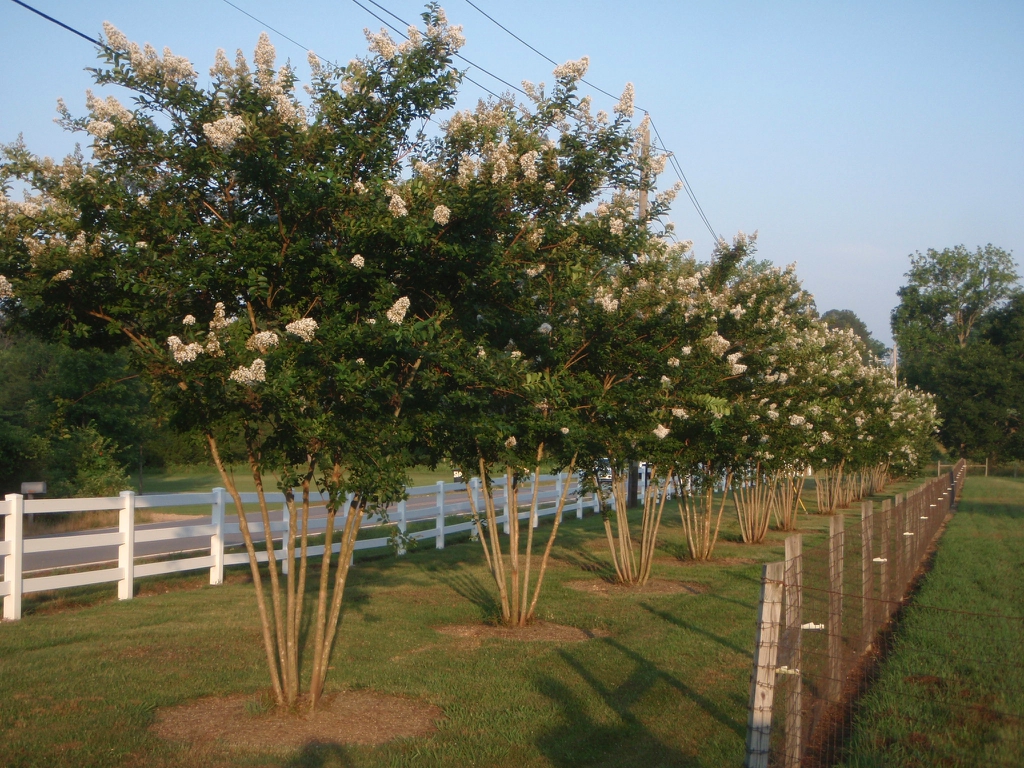 'Natchez' Form