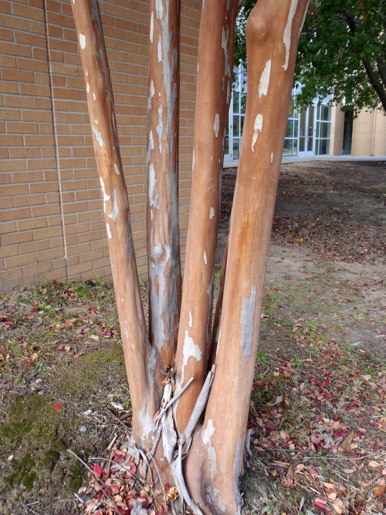 Lagerstroemia 'Natchez'