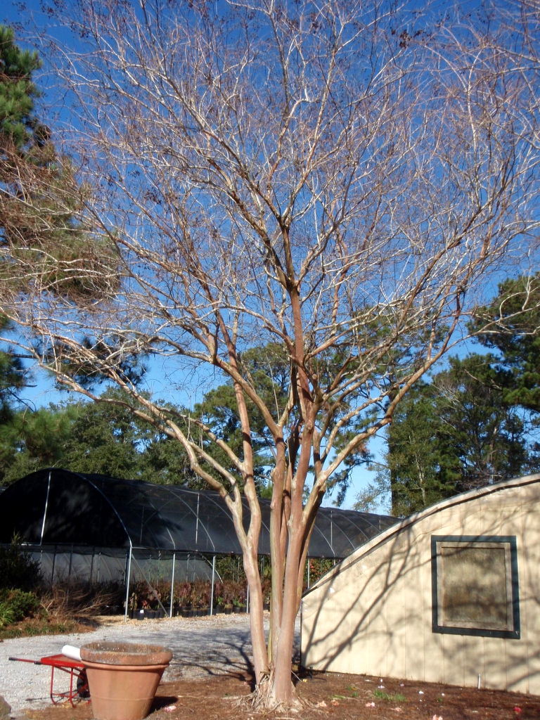 Lagerstroemia Natchez