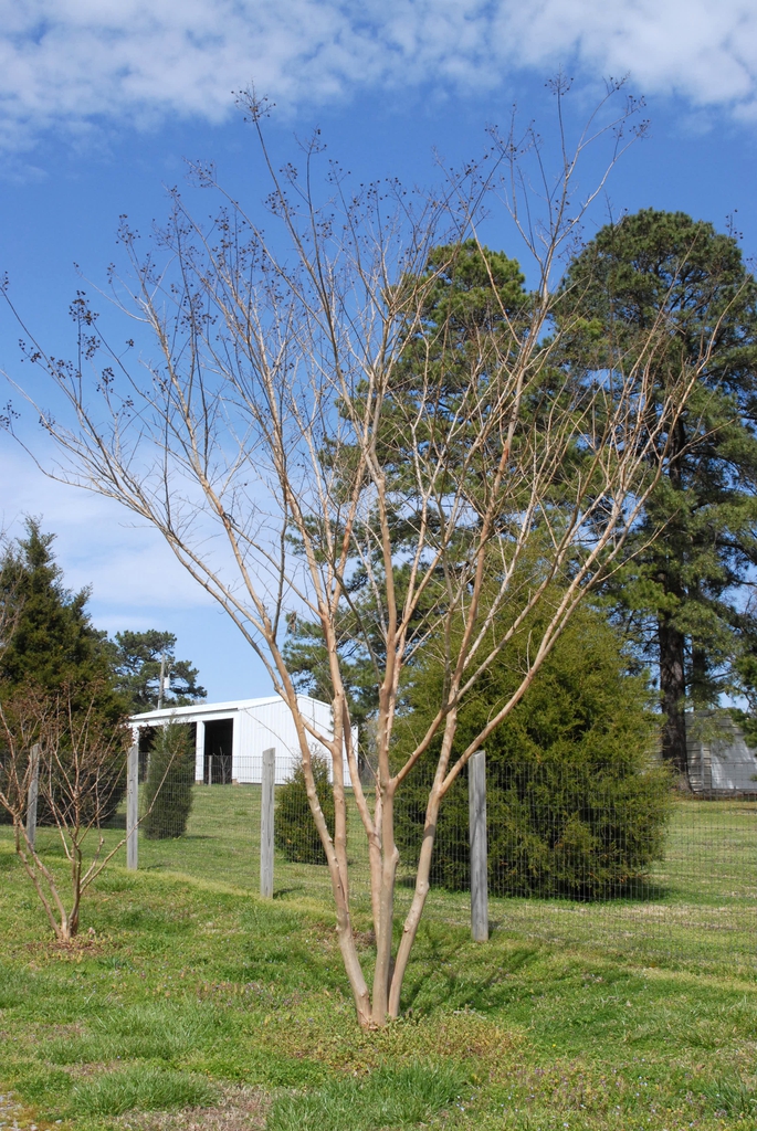 Lagerstroemia Osage