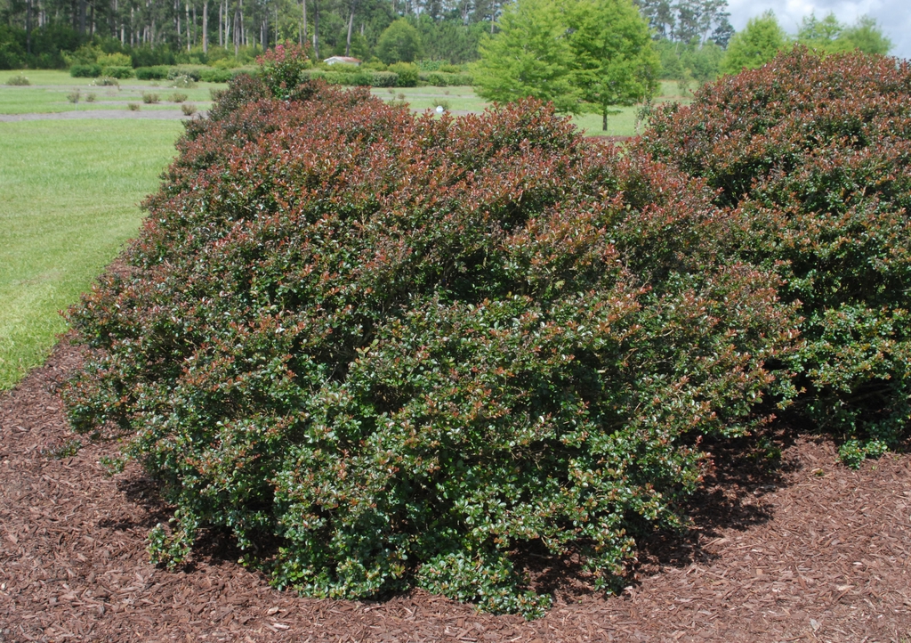 Lagerstroemia 'Pocomoke'