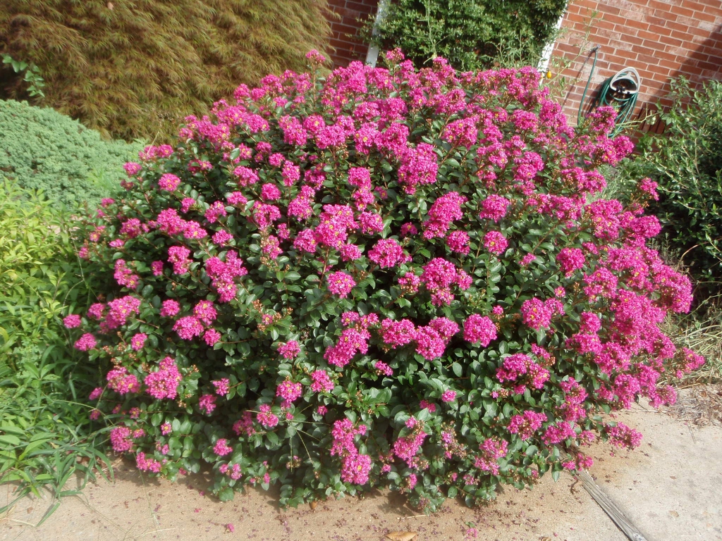 Lagerstroemia 'Pocomoke'