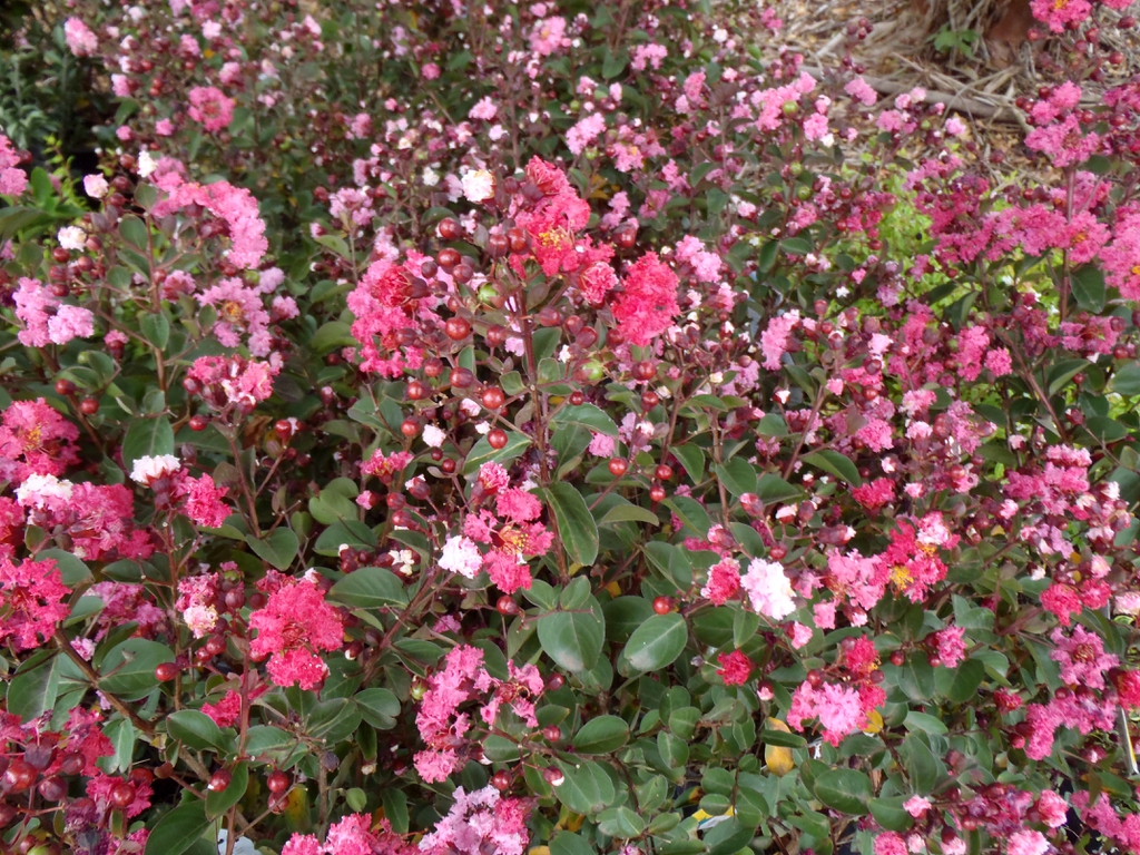 Red Rocket Flower