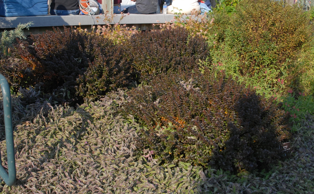 Form