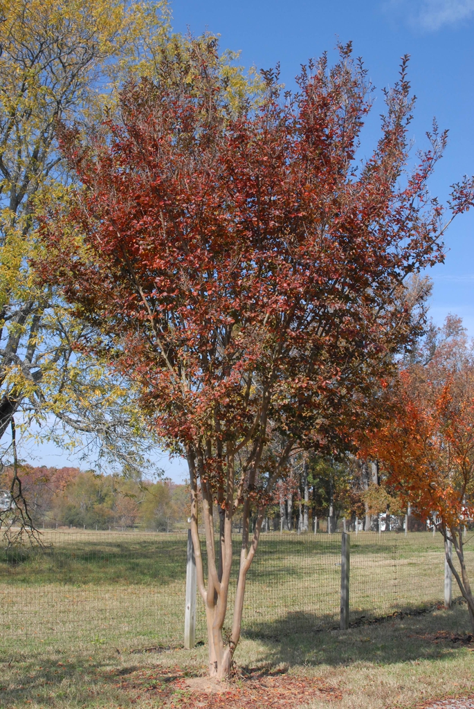 Lagerstroemia 'Sioux'