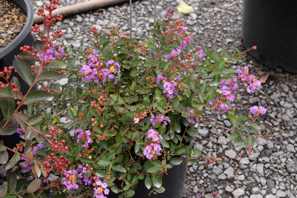 Lagerstroemia speciosa