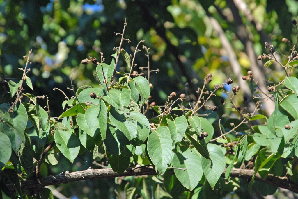 Leaf and Fruit