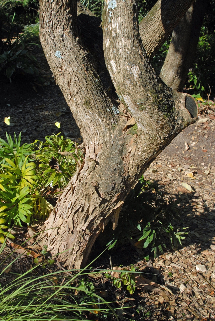 Bark