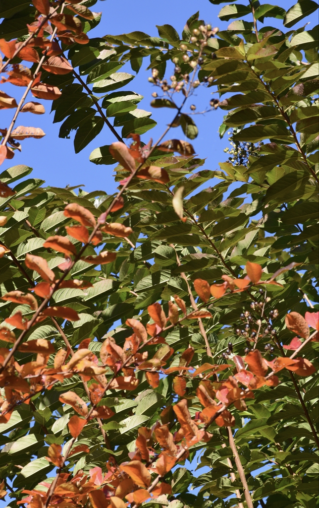 Lagerstroemia
