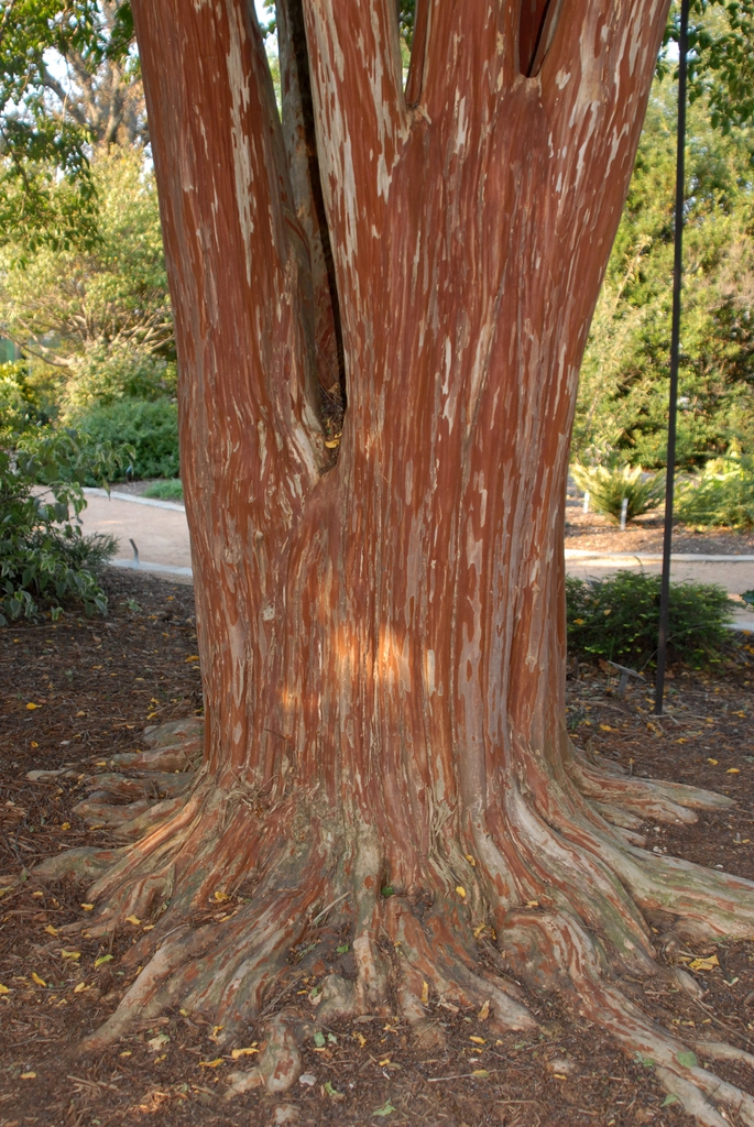 'Fantasy' Trunk