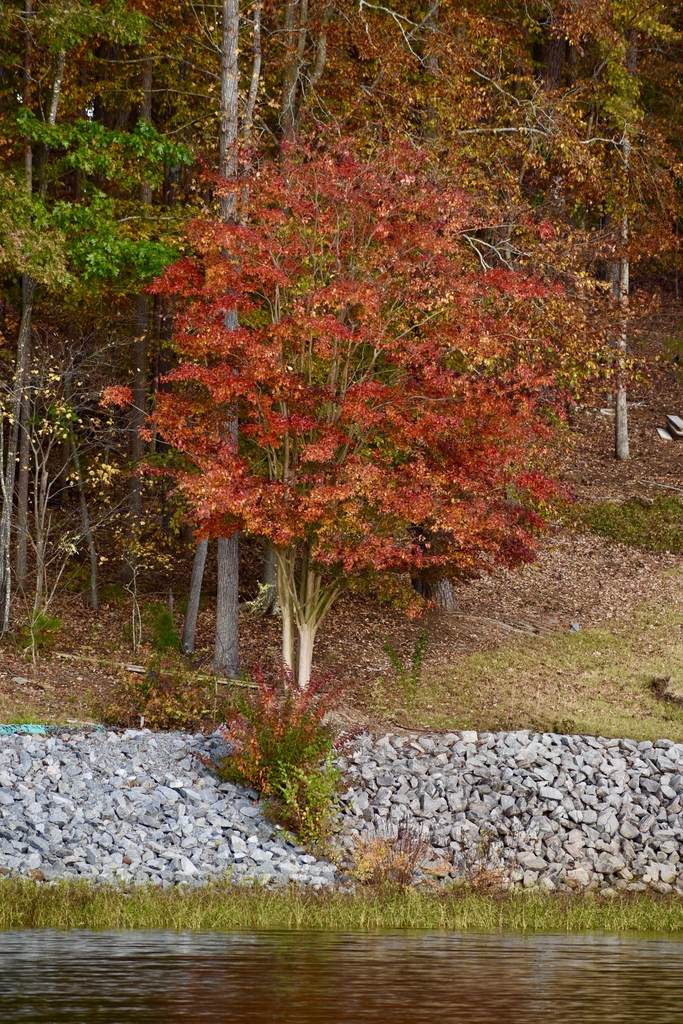 orangish red leaves in November