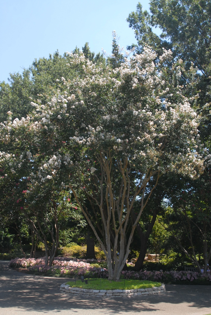 Lagerstroemia indica