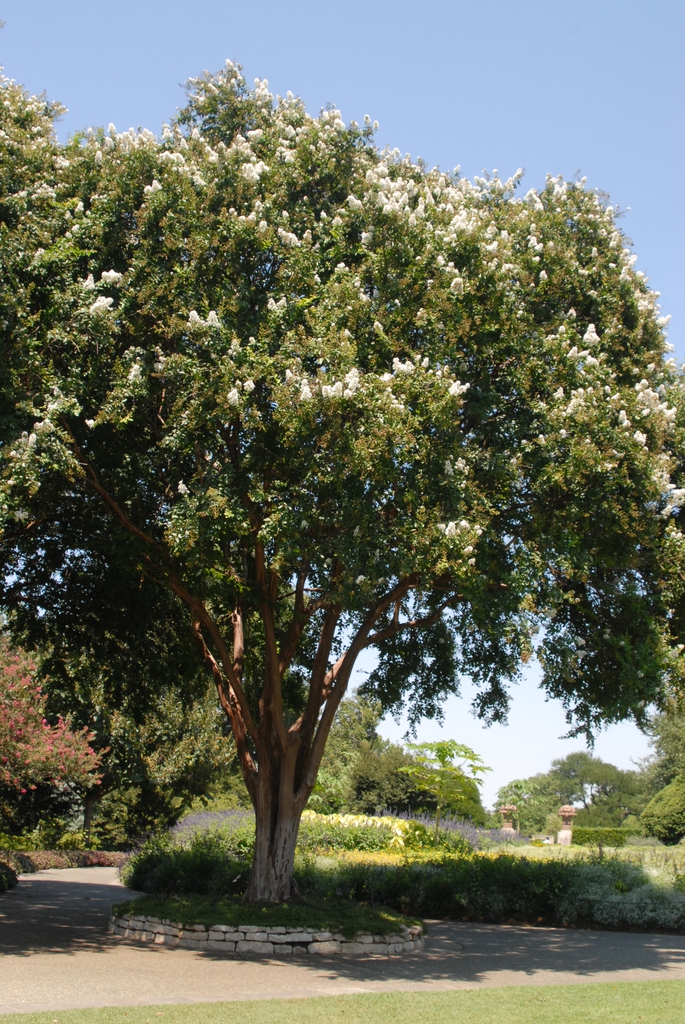 Lagerstroemia indica