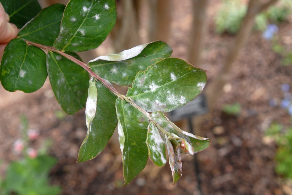 Lagerstroemia indica