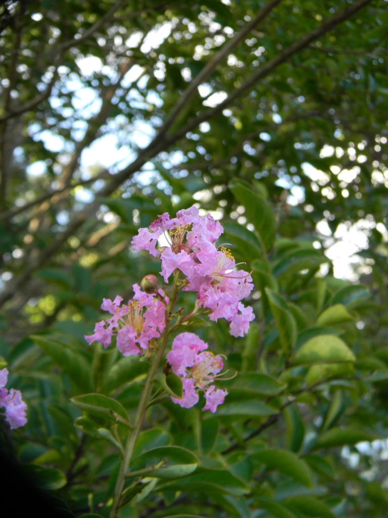 Lagerstroemia indica