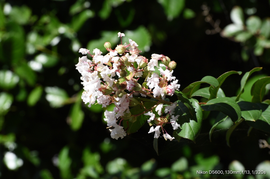 Lagerstroemia indica