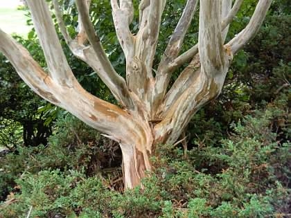 Bark - Fall - Buncombe Co., NC