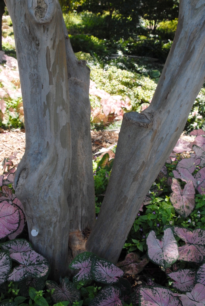 Lagerstroemia indica