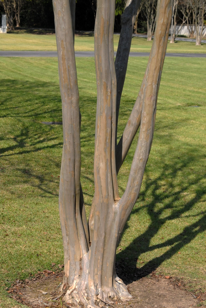 Lagerstroemia indica
