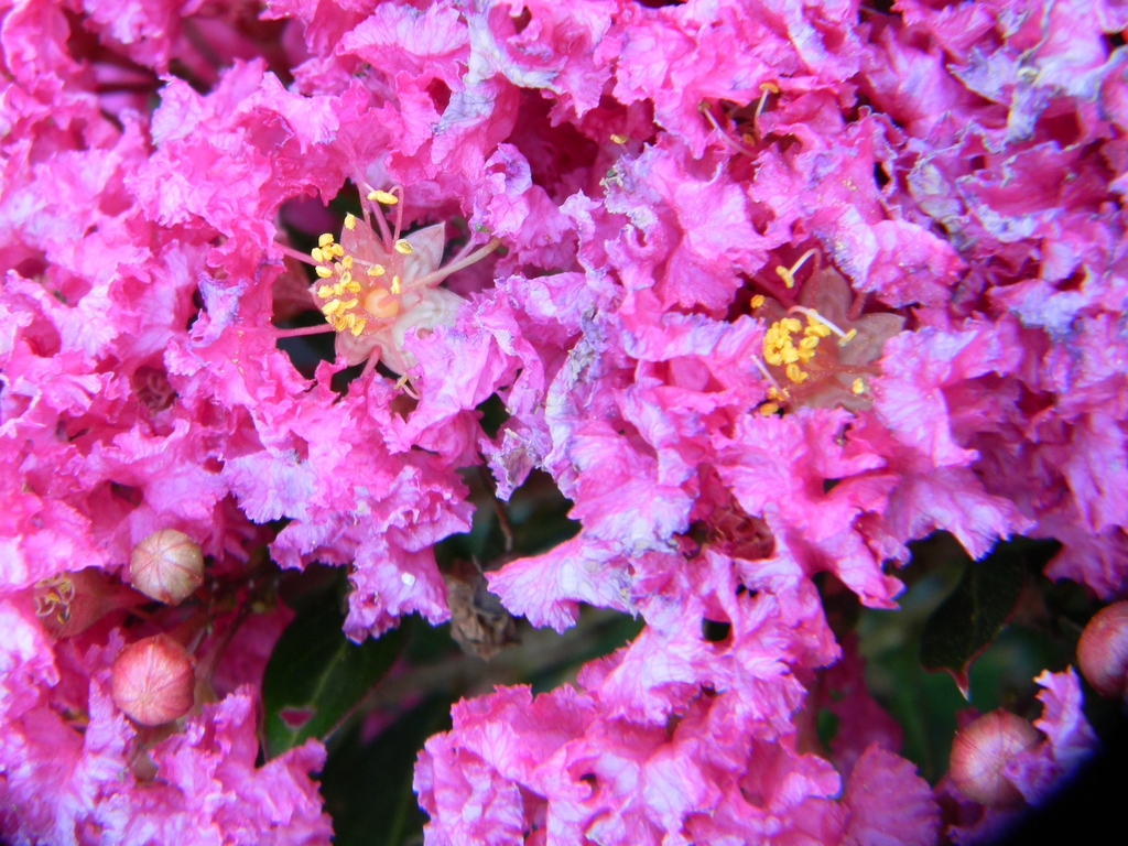 Lagerstroemia indica