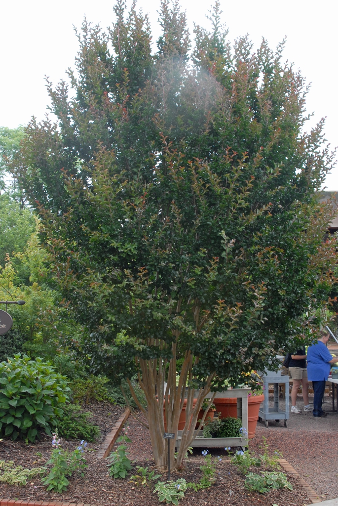 Lagerstroemia indica